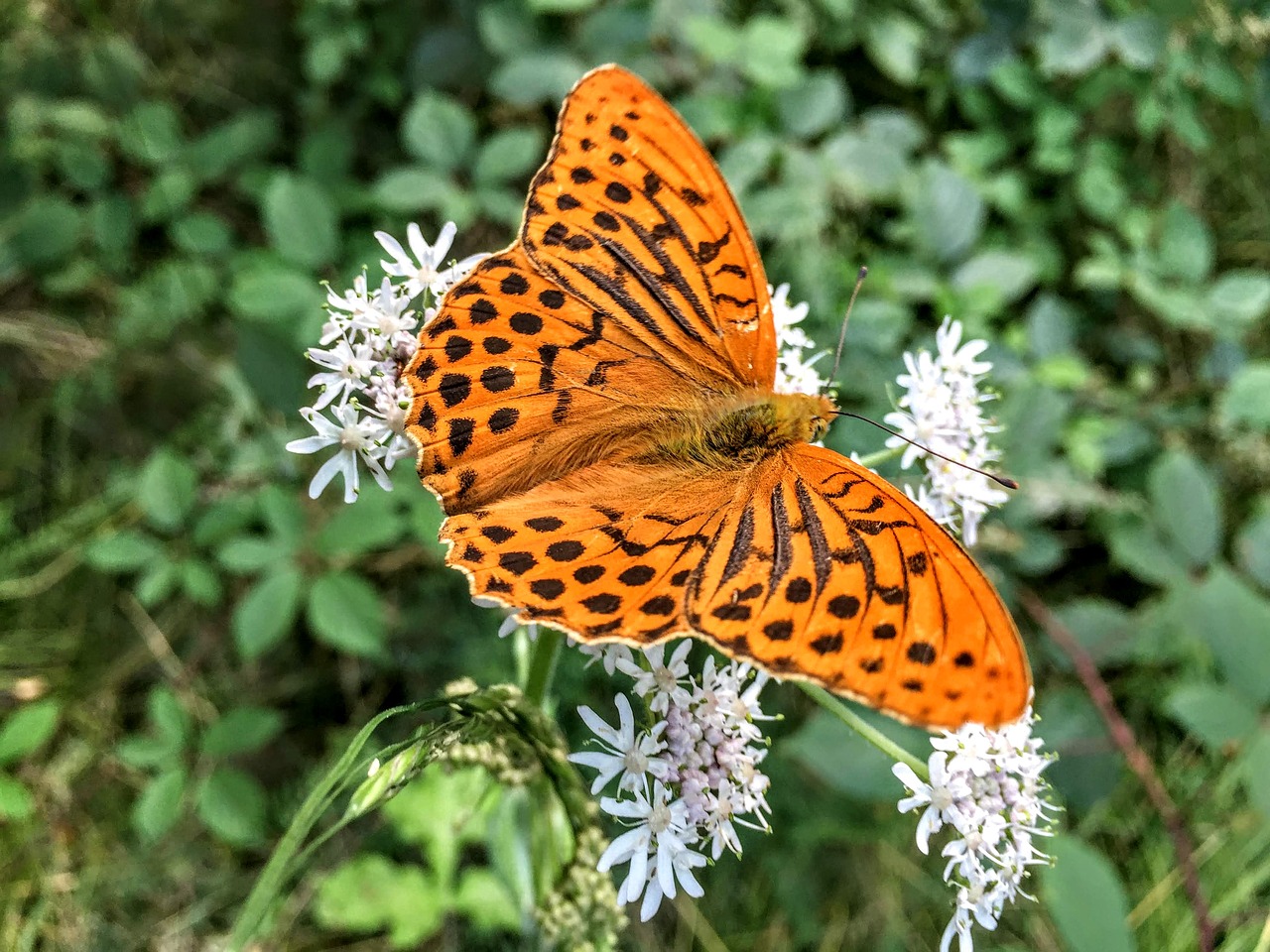 butterfly  nature  insect free photo