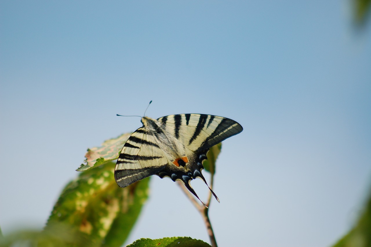 butterfly  nature  leaf free photo