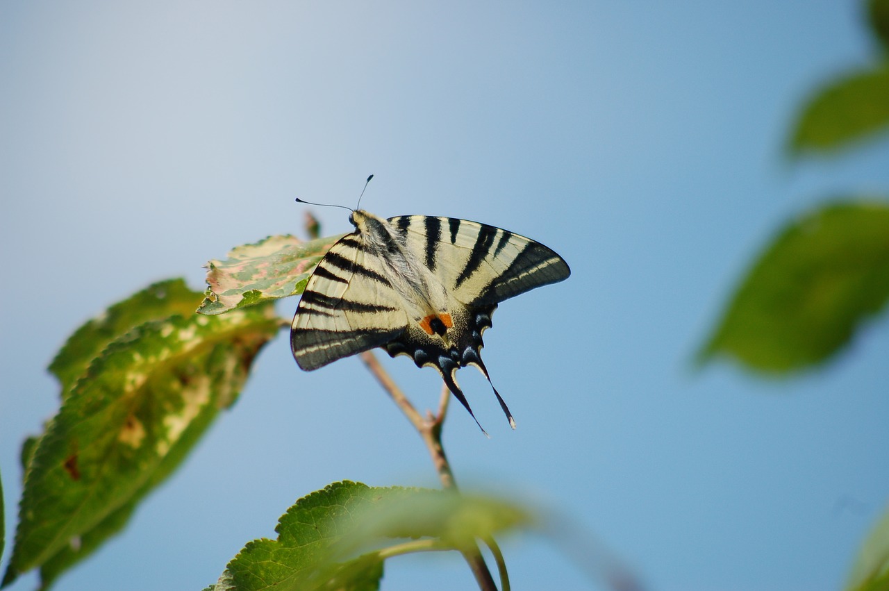 butterfly  nature  leaf free photo