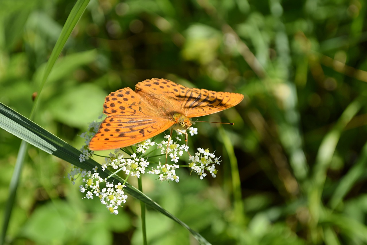 butterfly  insects  meadow free photo