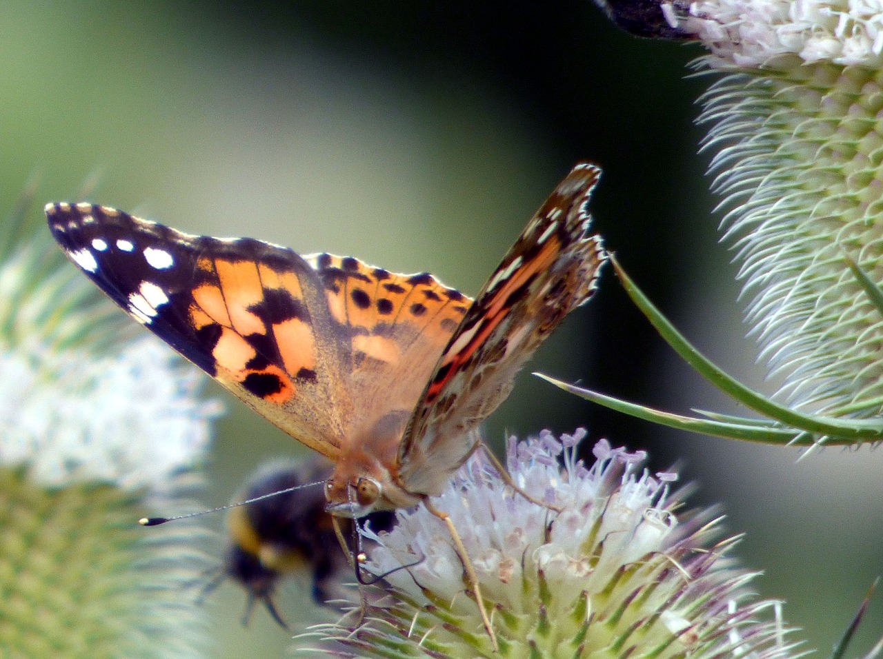 butterfly  thistle  flower free photo