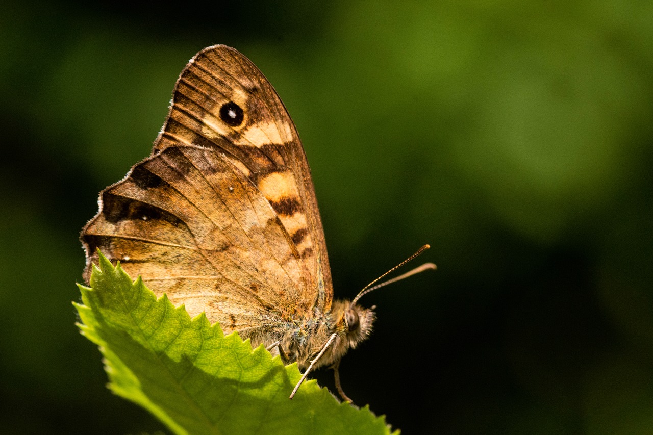 butterfly  nature  outdoors free photo