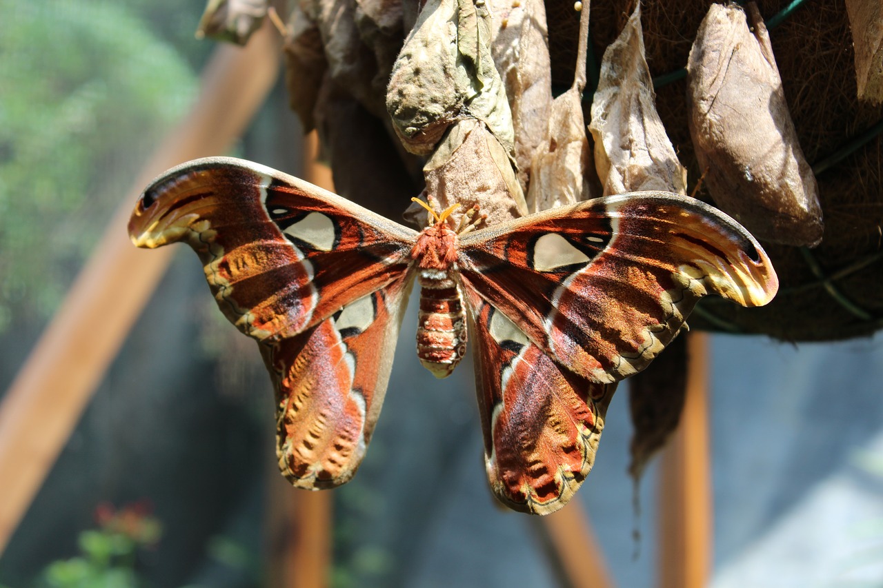 butterfly  moth  animal free photo