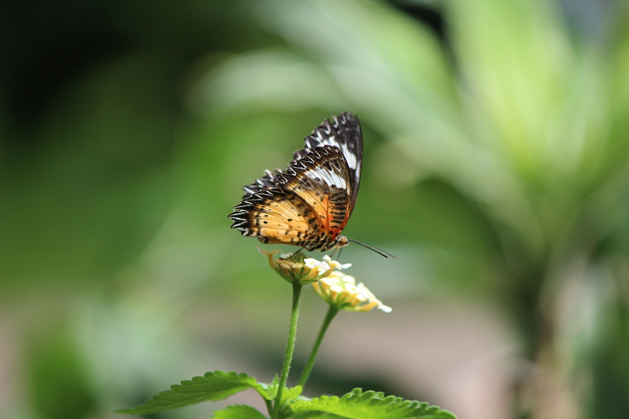 butterfly  nature  wing free photo