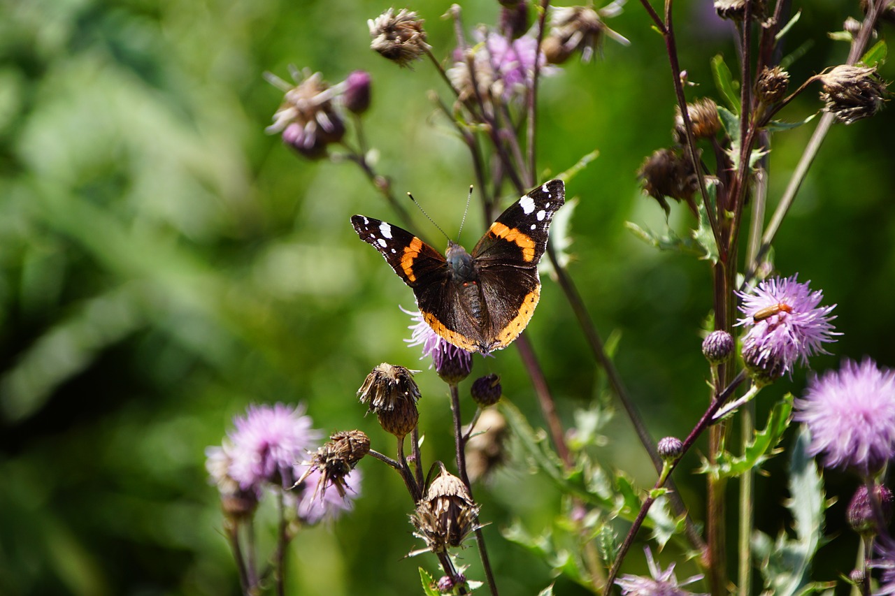 butterfly  summer  nature free photo