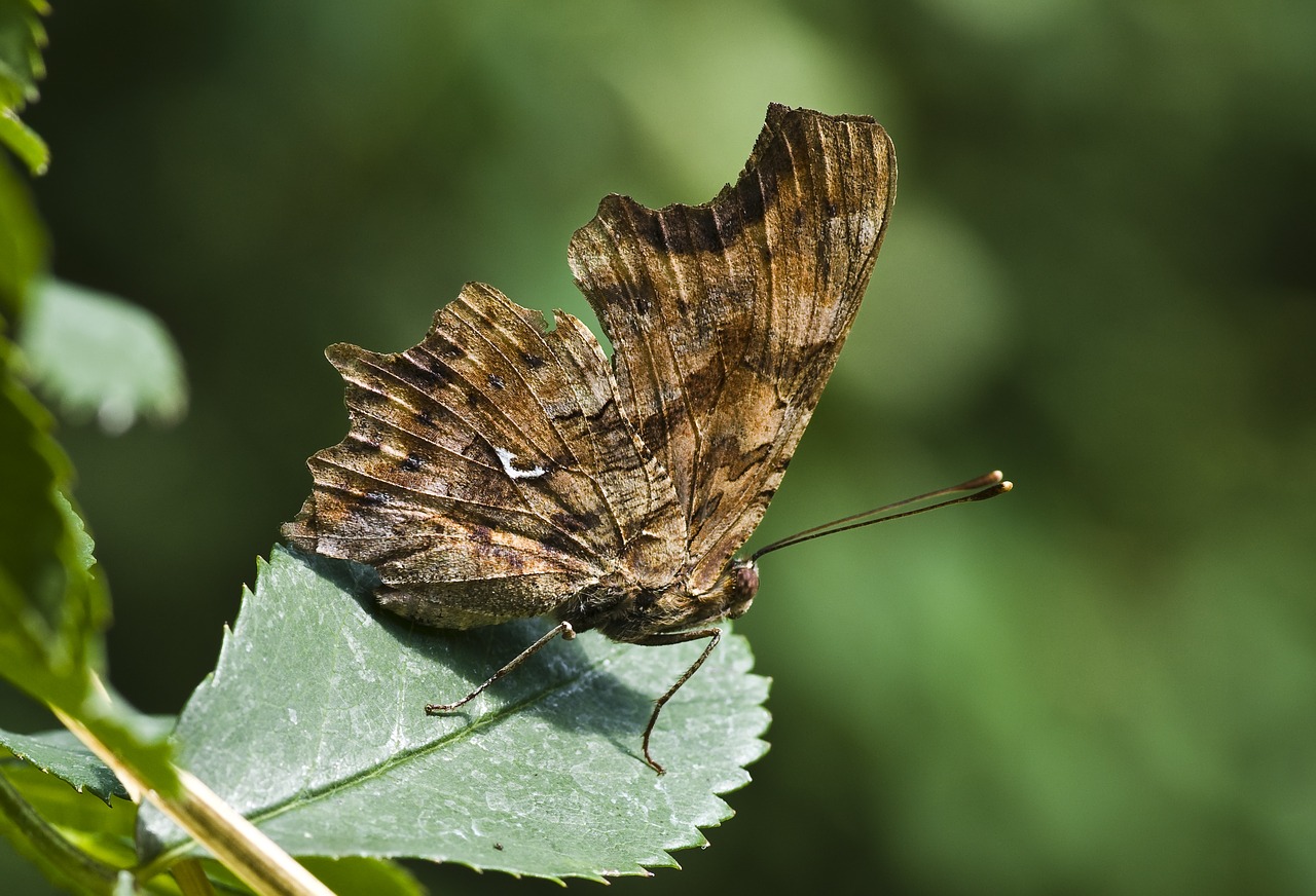 butterfly  c-fox  c falter free photo