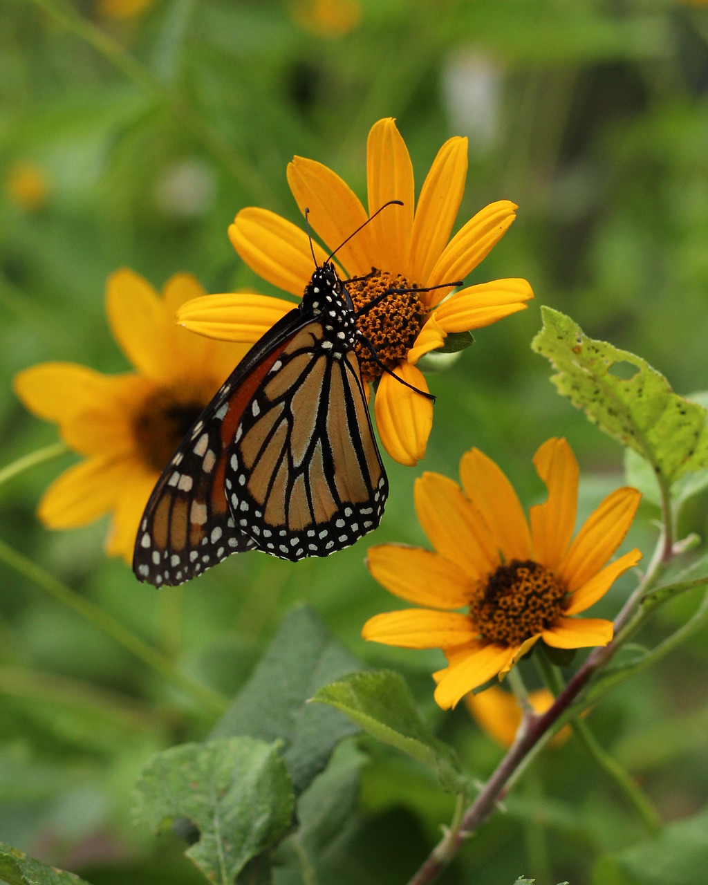 butterfly  insect  monarch free photo