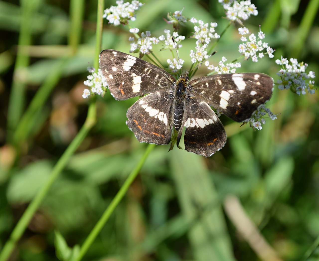 butterfly  insects  nature free photo