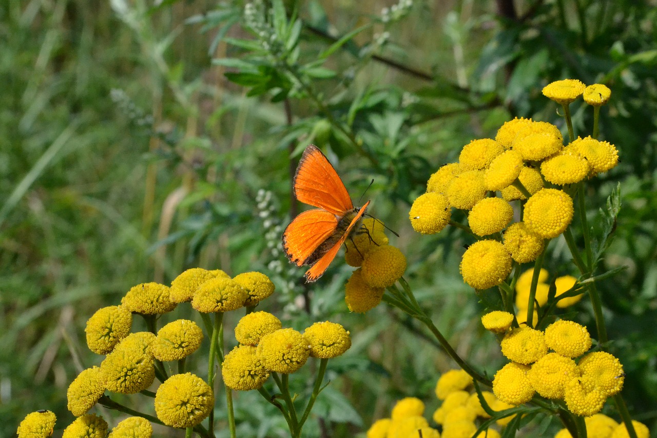 butterfly  summer  nature free photo