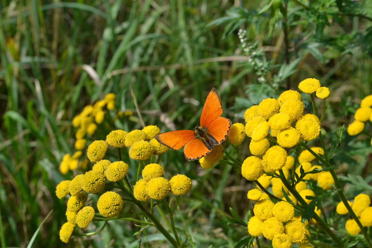 butterfly  summer  nature free photo