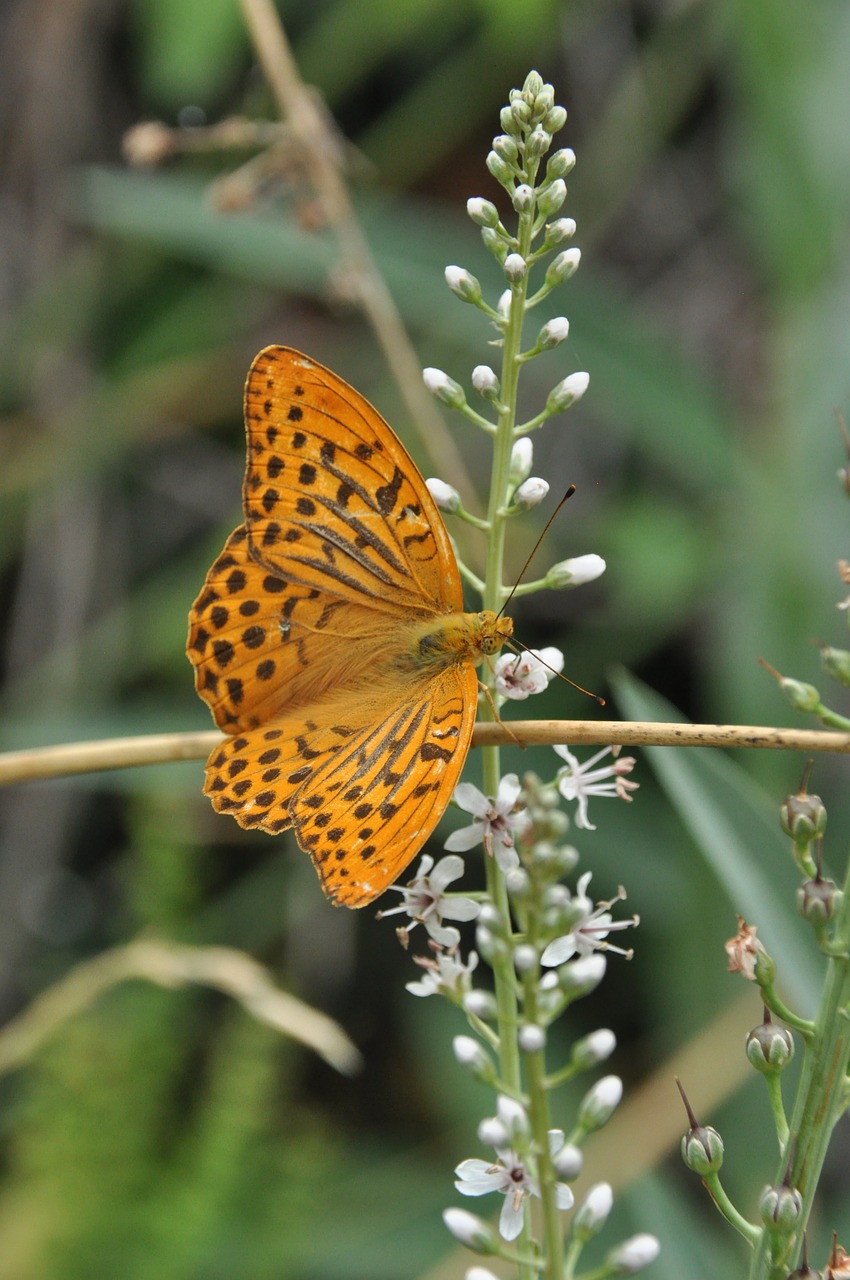 butterfly  nature  orange free photo