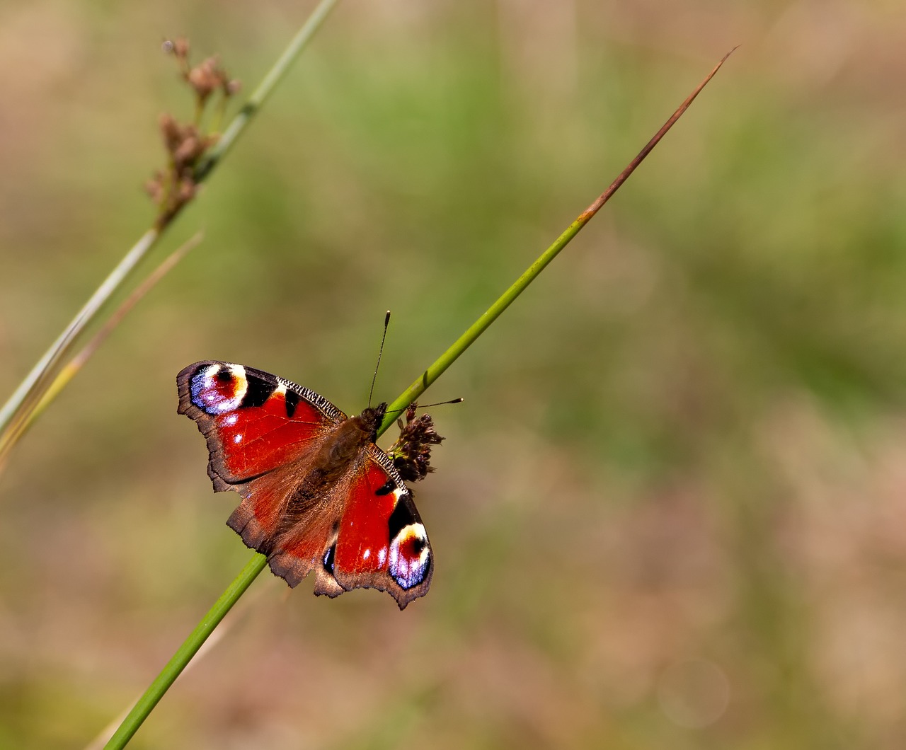 butterfly  peacock  peacock butterfly free photo