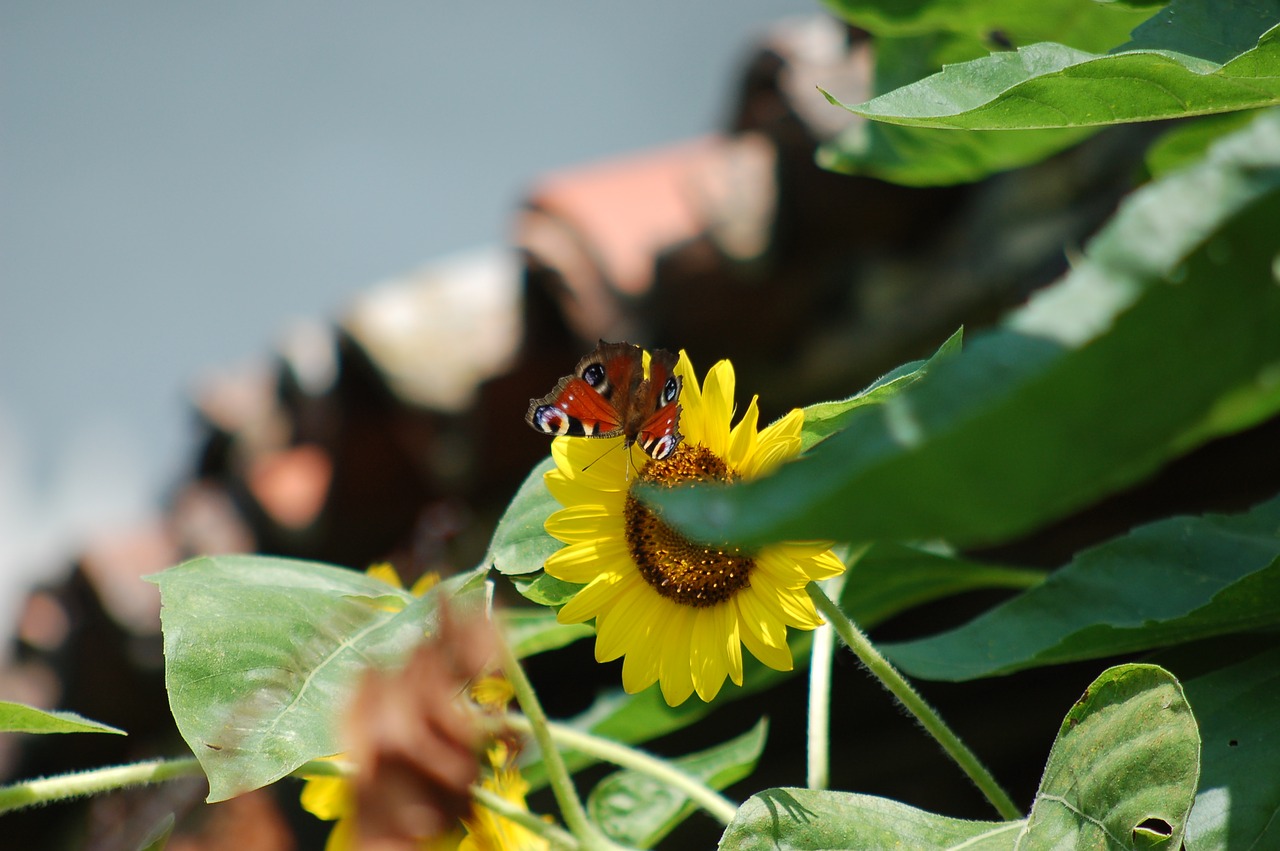 butterfly  flowers  insect free photo