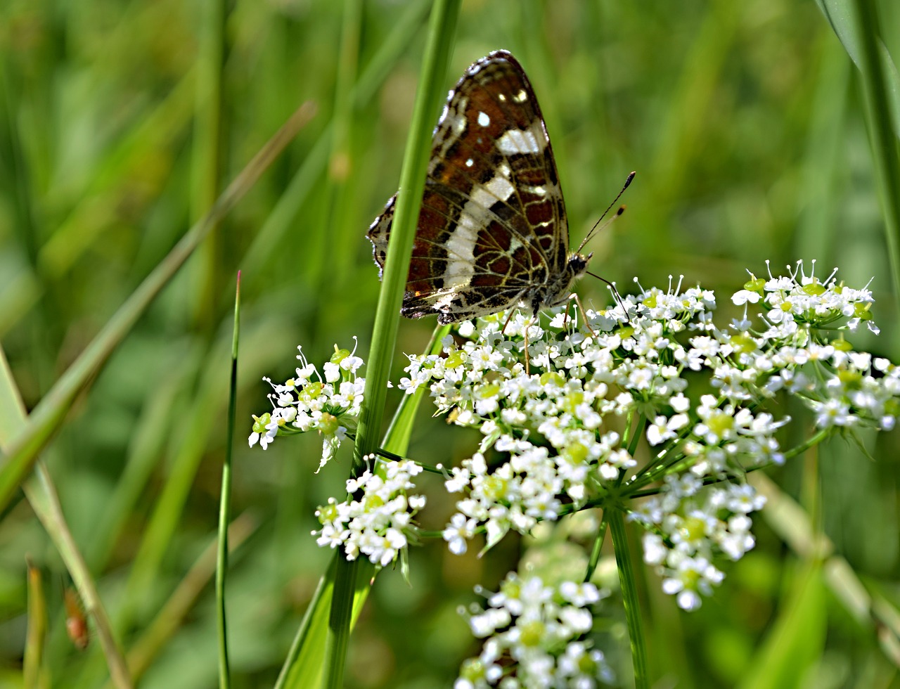 butterfly  insects  flower free photo