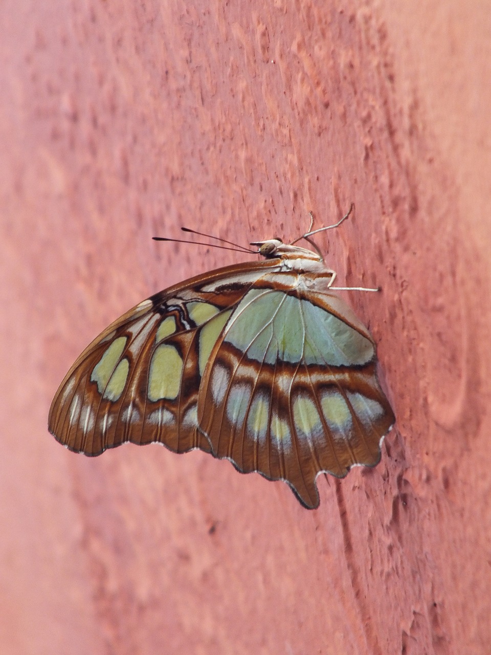 butterfly  mexico  wall free photo