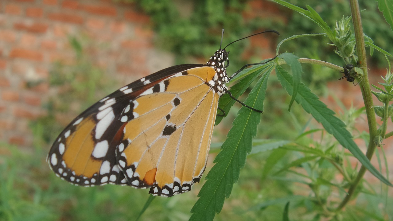 butterfly  insect  nature free photo