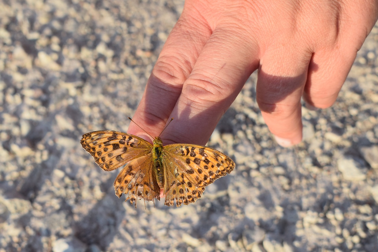 butterfly  pärlemorfjäril  butterfly on hand free photo