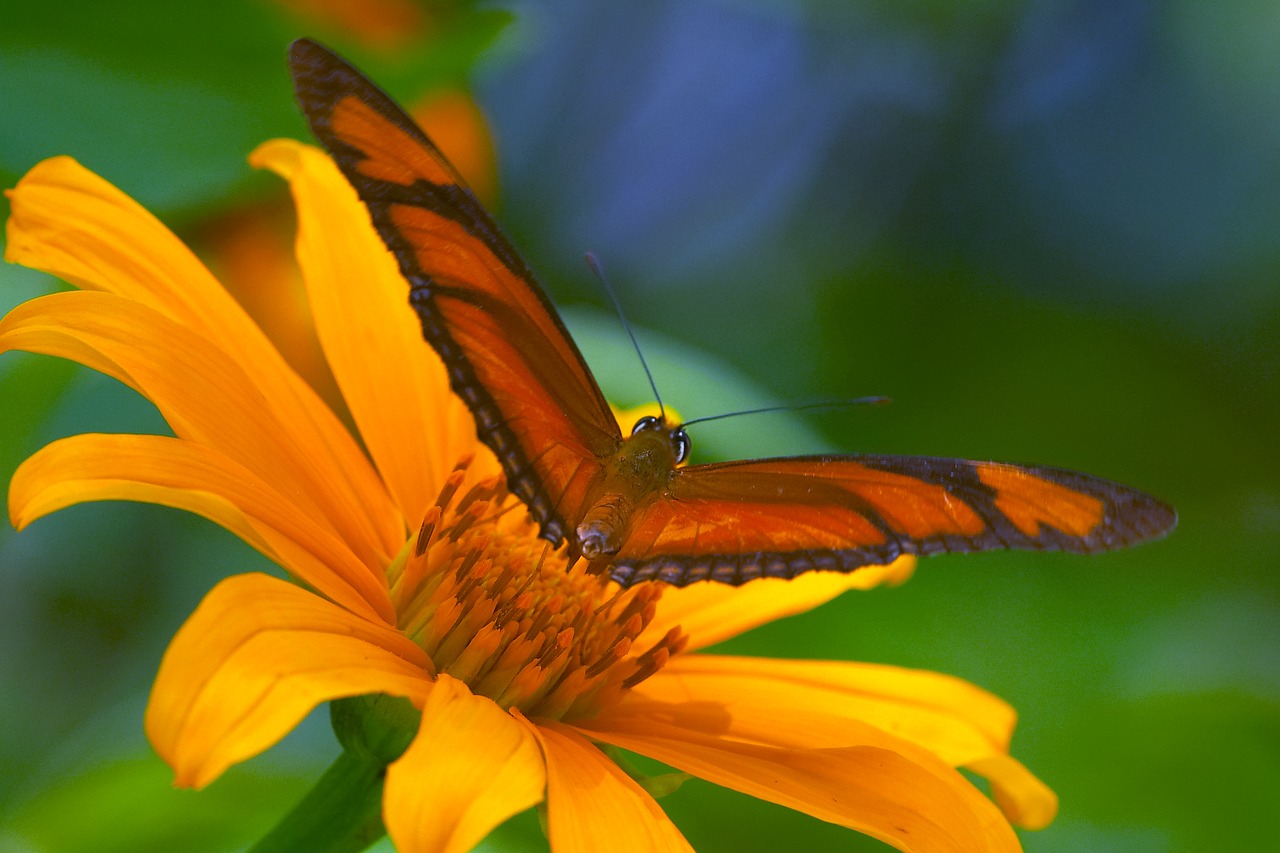 butterfly  nature  insect free photo