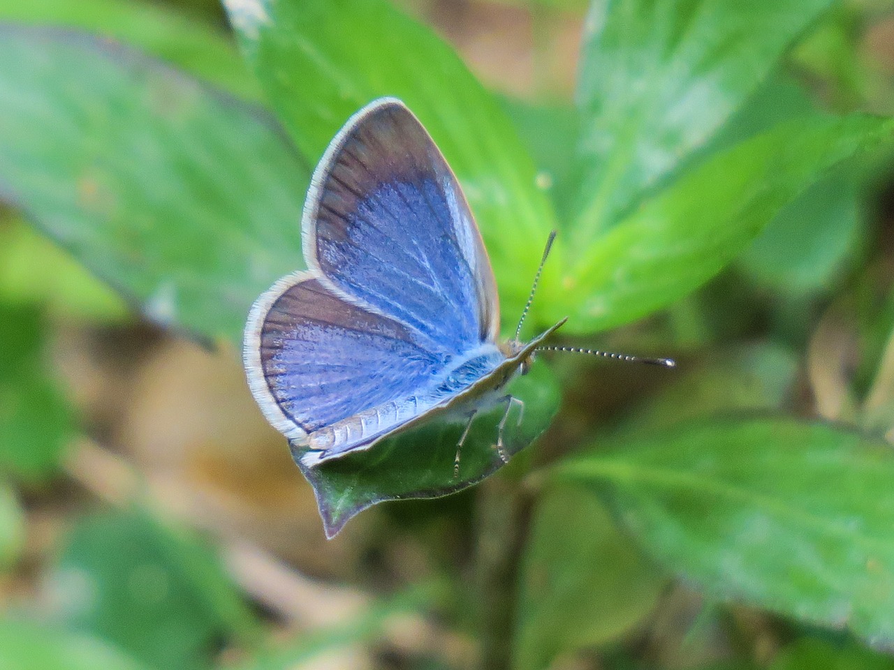 butterfly  nature  insect free photo