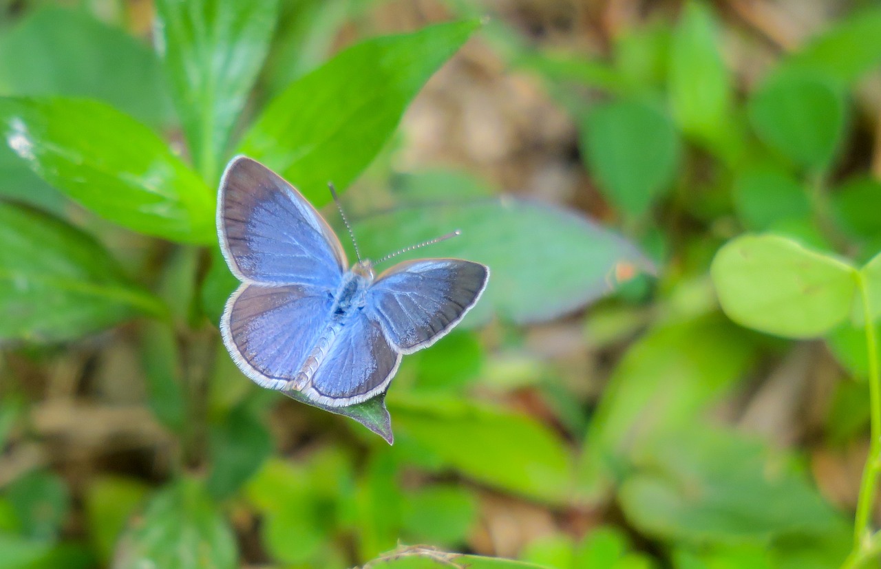 butterfly  nature  insect free photo