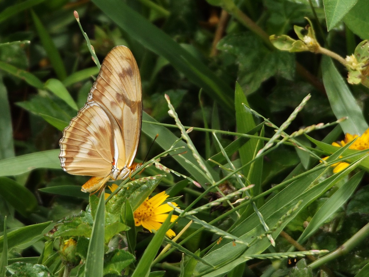 butterfly  garden  lawn free photo