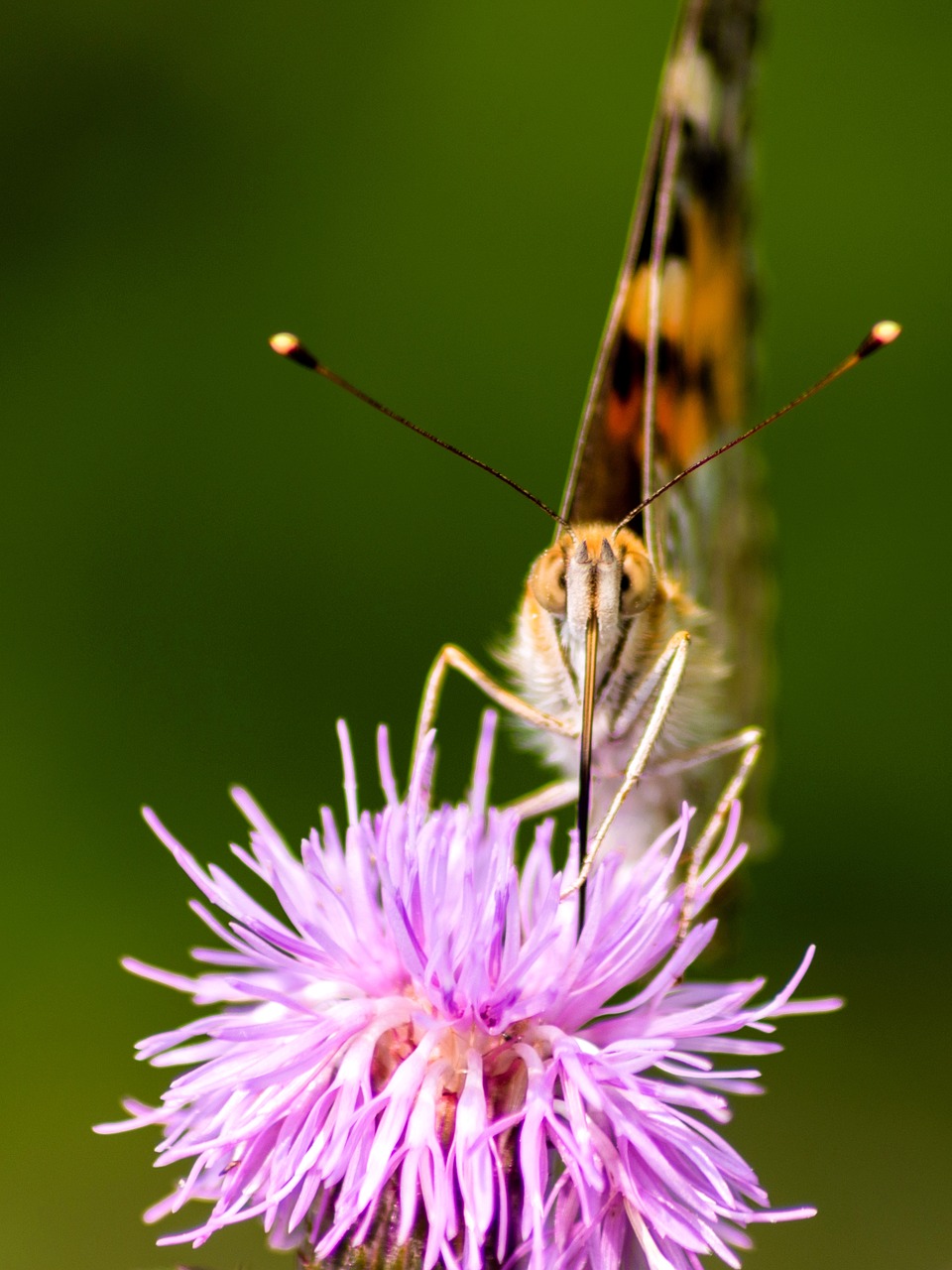 butterfly  nature  yellow free photo