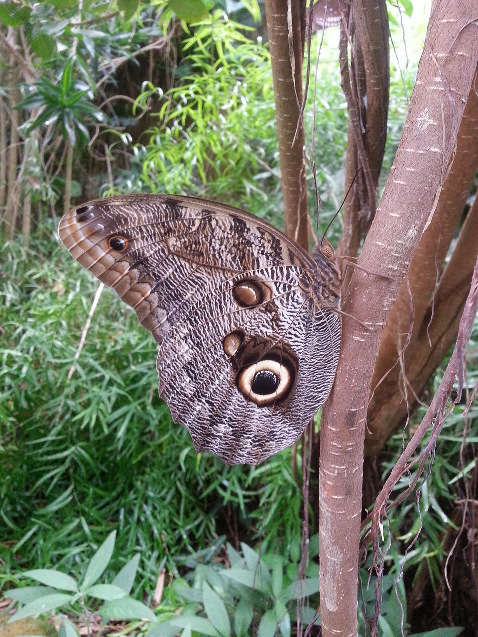 butterfly  butterflies  nature free photo