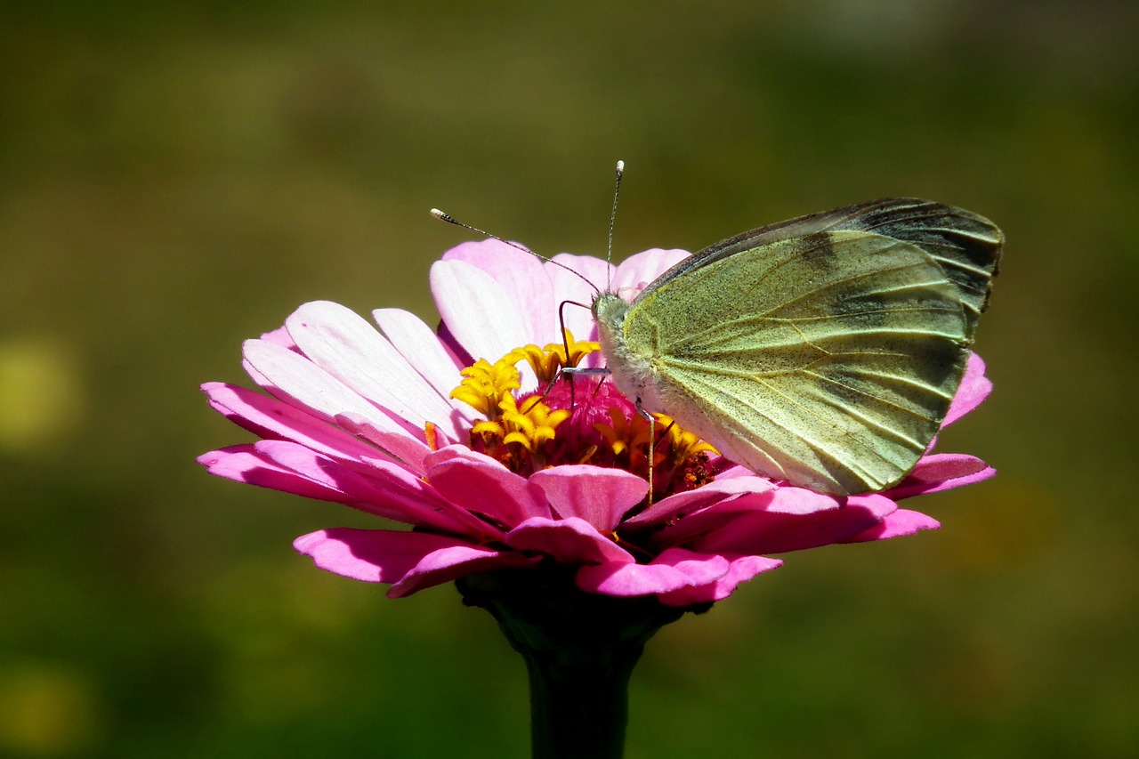 butterfly  insect  flower free photo