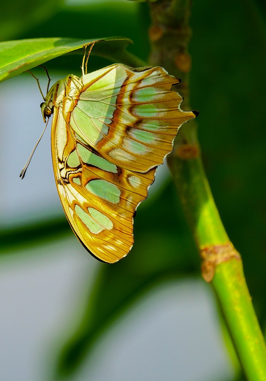 butterfly  insect  nature free photo