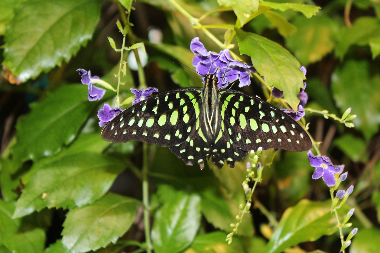 butterfly  nature  insect free photo