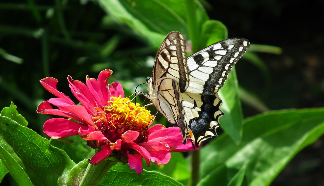 butterfly  paż queen  insect free photo