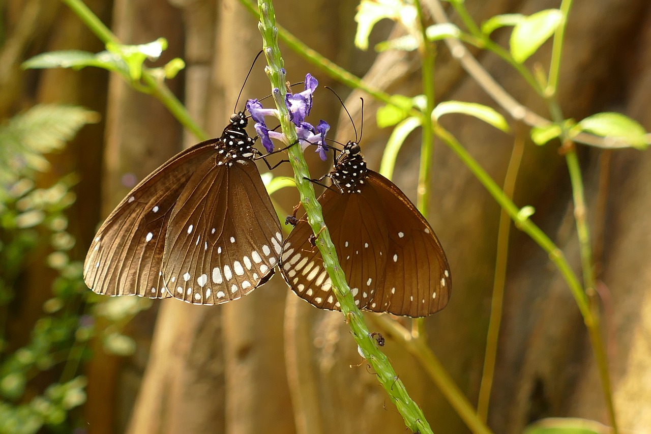 butterfly  fauna  nature free photo