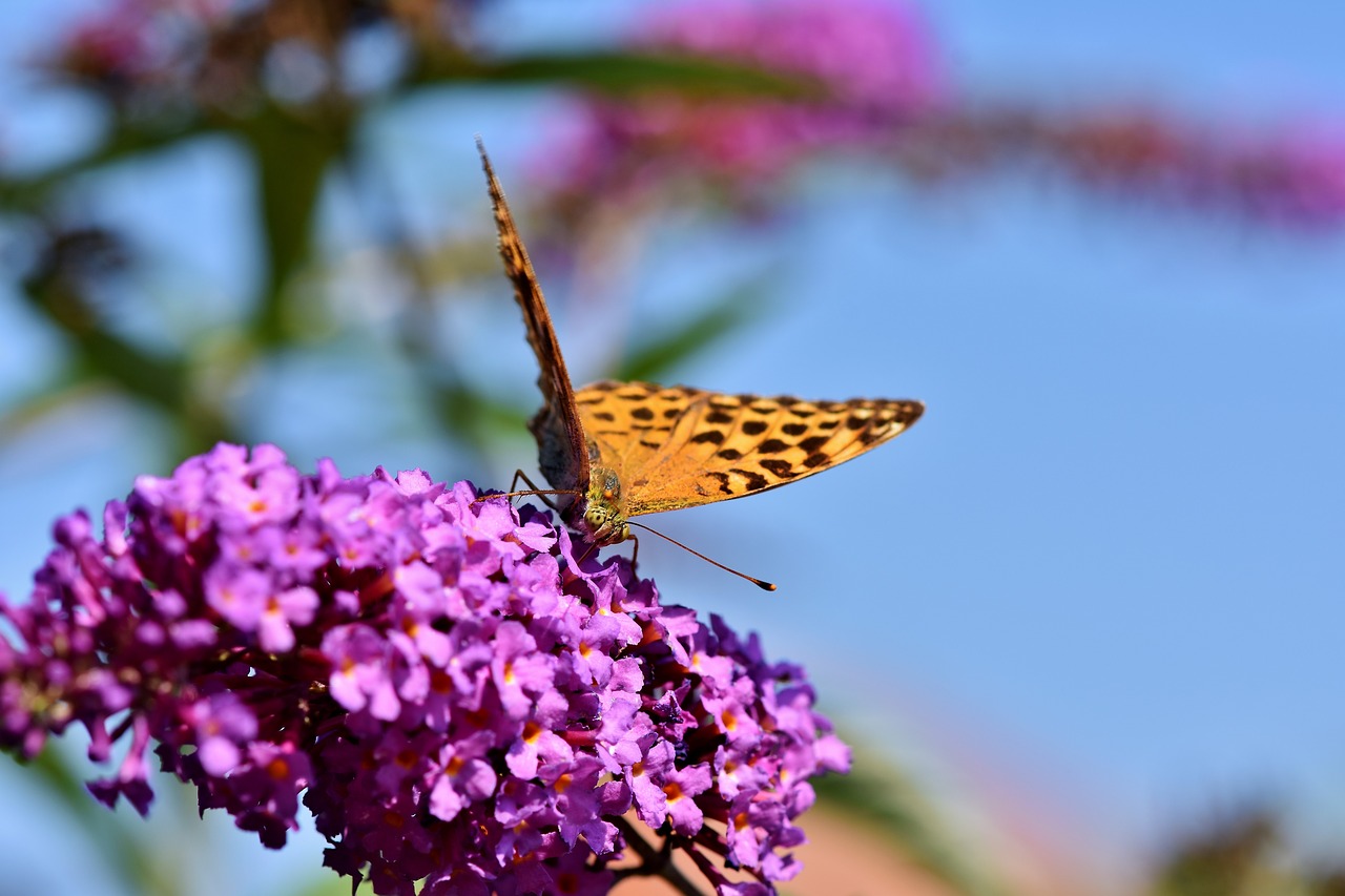 butterfly  large fritillary  color free photo