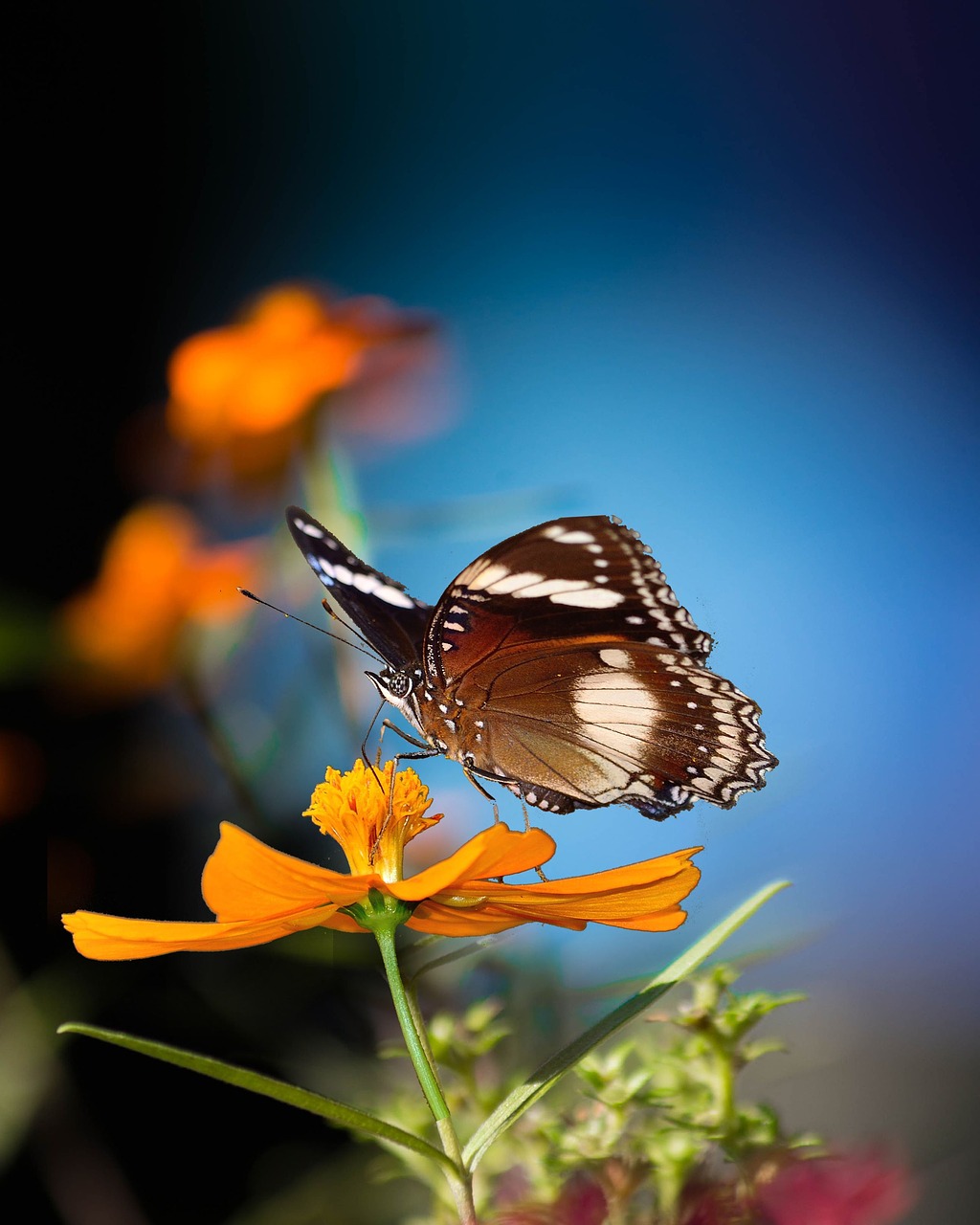 butterfly  flower  nature free photo