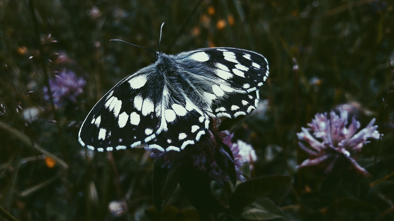 butterfly  flowers  nature free photo