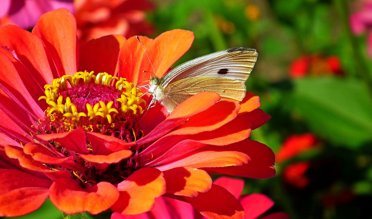 butterfly  insect  flower free photo