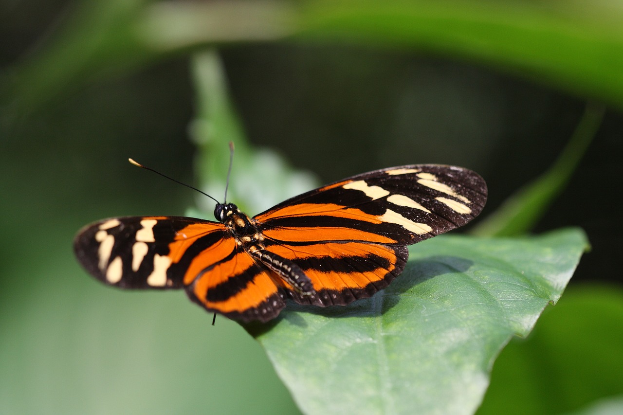 butterfly  sheet  orange free photo