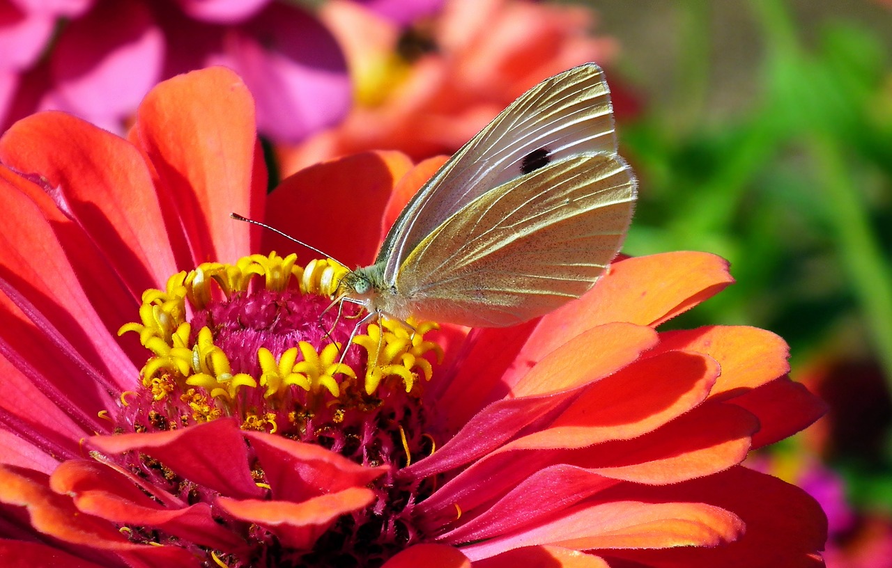 butterfly  insect  flower free photo