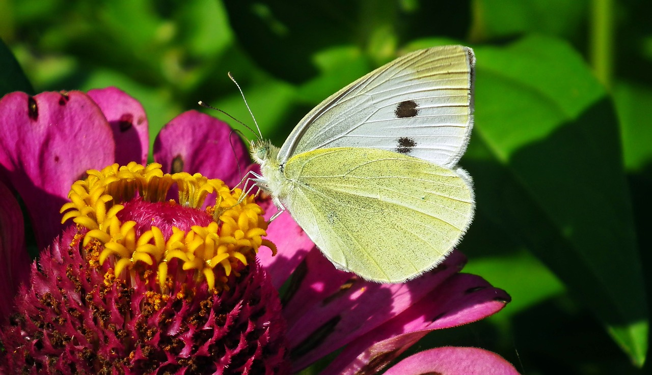 butterfly  insect  nature free photo