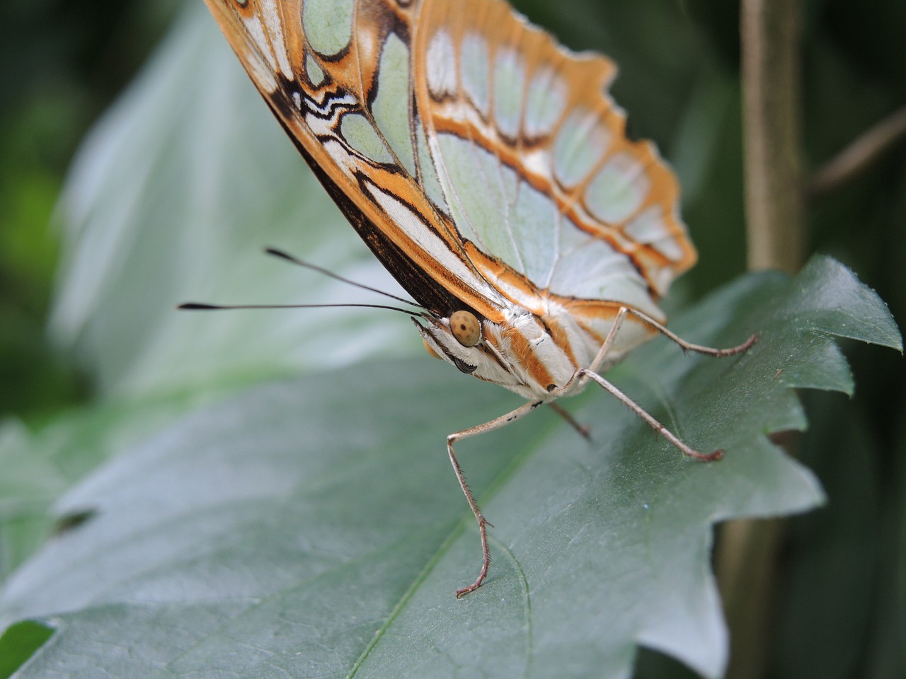 butterfly  close up  macro free photo