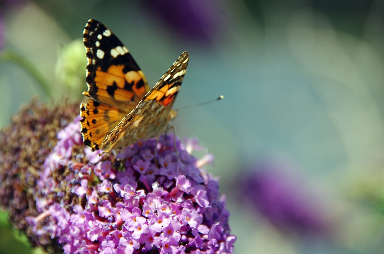 butterfly  budléia  foraging free photo