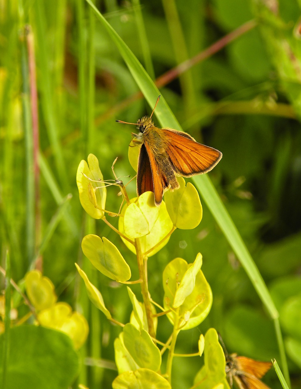butterfly  skipper  meadow free photo