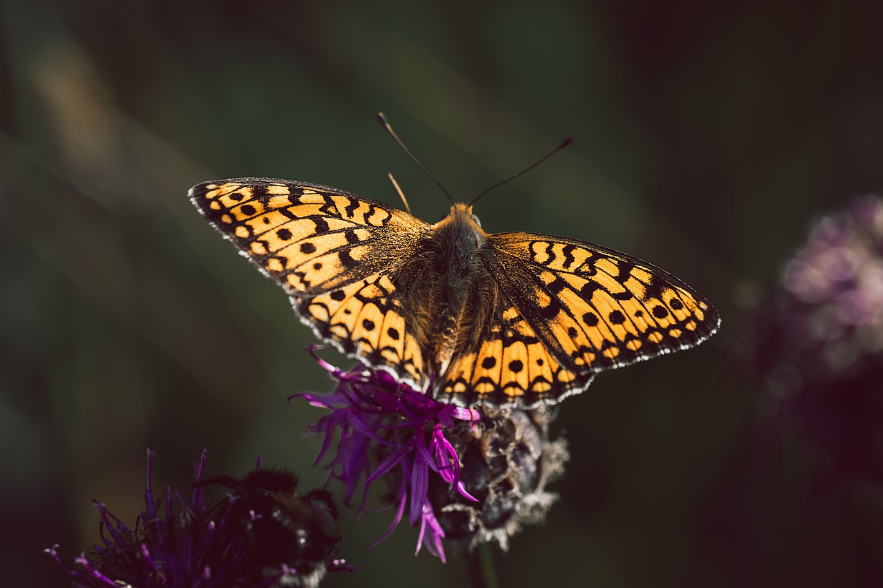 butterfly  fritillary  edelfalter free photo