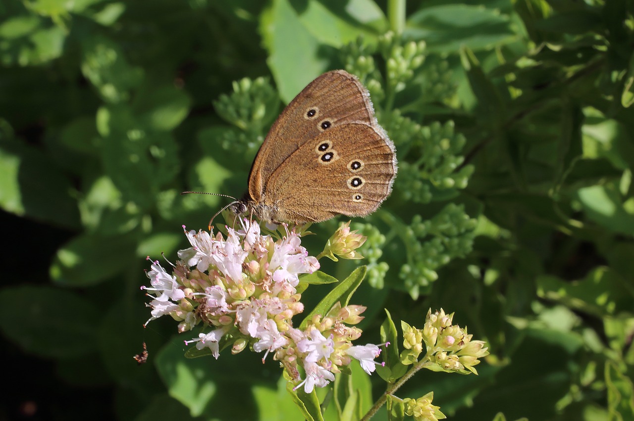 butterfly  brown fox  butterflies free photo