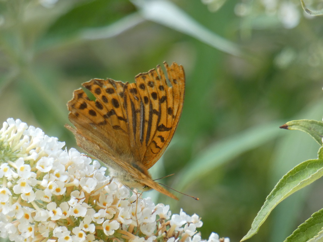 butterfly  animal  nature free photo