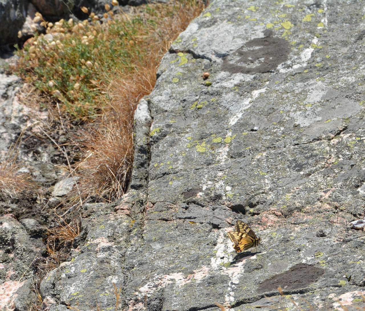 butterfly  summer  cliffs free photo