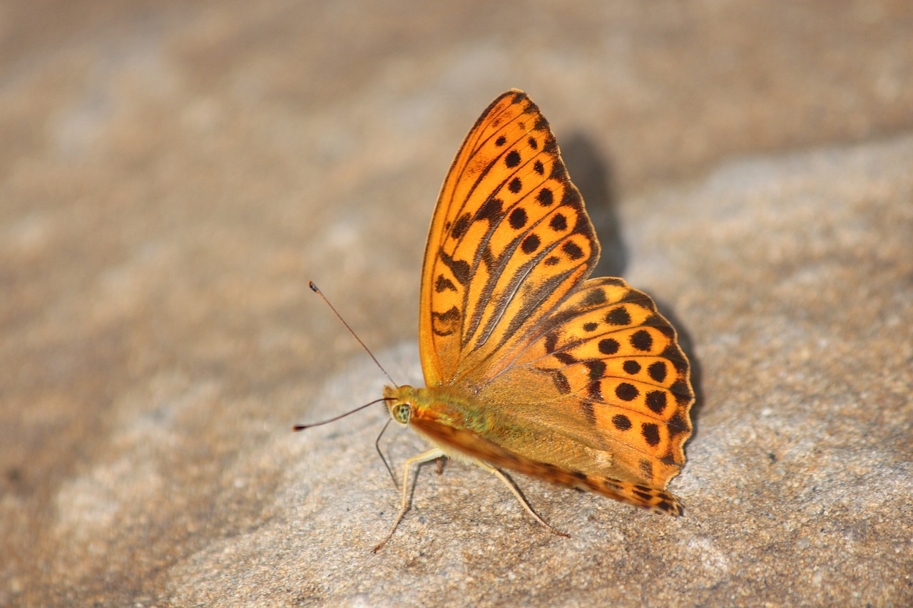 butterfly  red butterfly  fritillary free photo