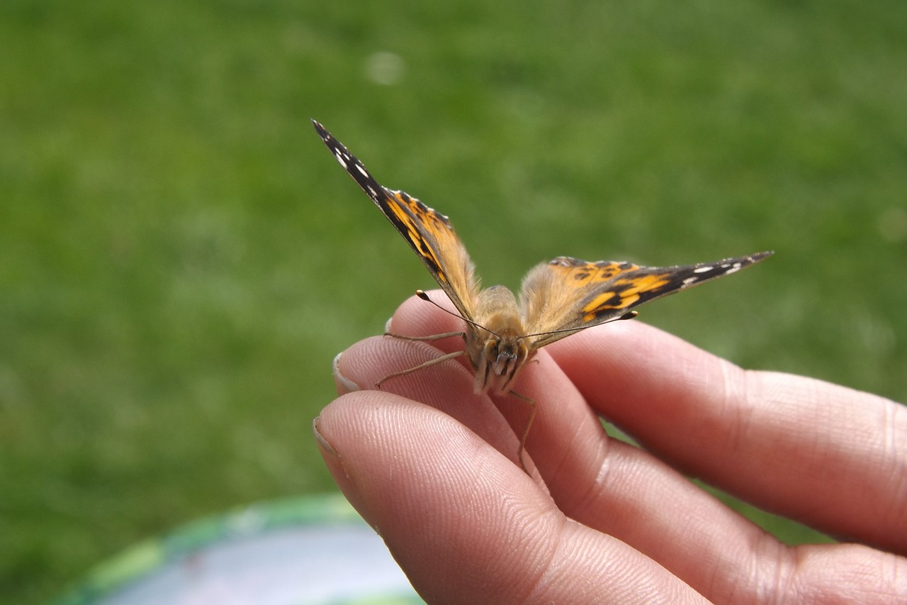 butterfly hand wings free photo