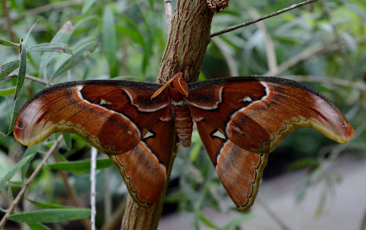 butterfly  atlas moth  exotic free photo