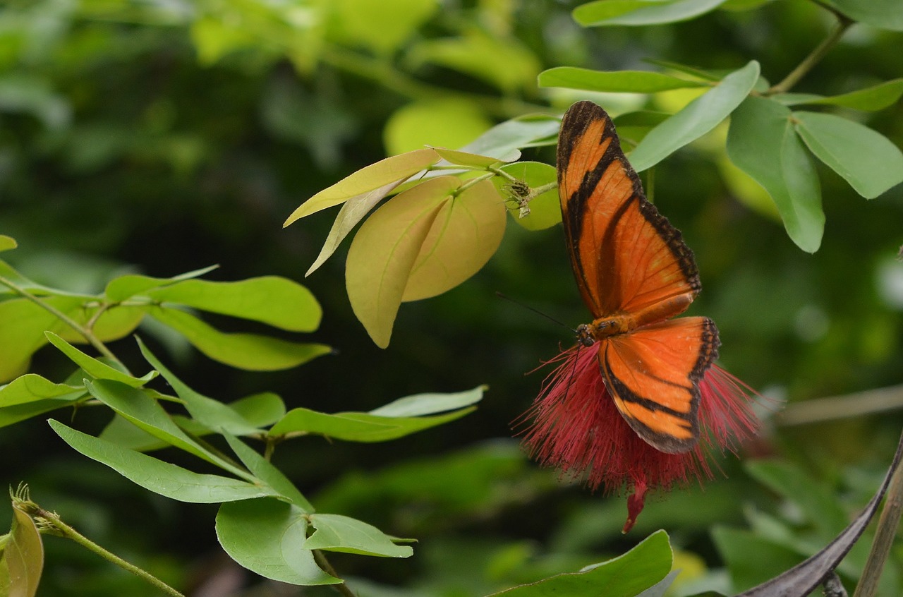 butterfly  torch  orange free photo